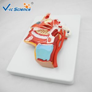 Artificial Human Anatomical Model Vertical Teaching Head Model VIC-324