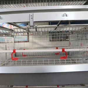 Durable A Type Baby Chick Cage Low Death Rate With Manual Feeding System