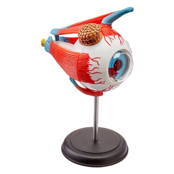 4 D Master 32 Parts Human Eye Anatomy Model Toy Puzzle Assembling Diy