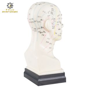 Eco Friendly 20cm Head Acupuncture Body Model Without Effusion Liquid