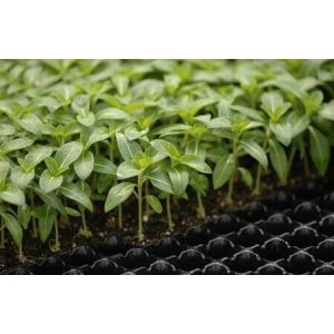 New design 200 cells seed tray for propagation plant growing trays Planting tray