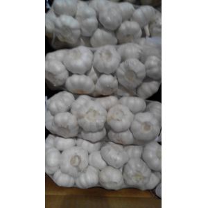 Fresh garlic export to Kuwait by Pioneer Garlic Group with 5.0-5.5 cm pure white