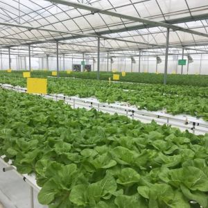 Polycarbonate Greenhouse for Cabbage Planting Durable