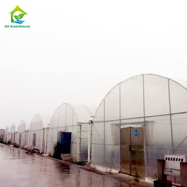 10-100m Length Broccoli Polytunnel Foil Greenhouse With Metal Frame