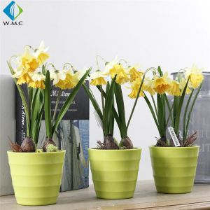 Silk Artificial Green Plants , Artificial Mini Daffodils For Desk Decoration