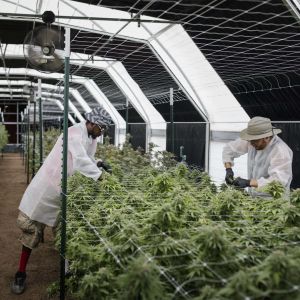 100% Shading Automatic Blackout Greenhouse Light Deprivation System With