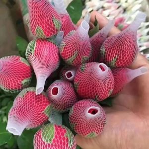 Customized Protactive Net for Outlet Sales of Plastic Mesh Rose Bud Protective