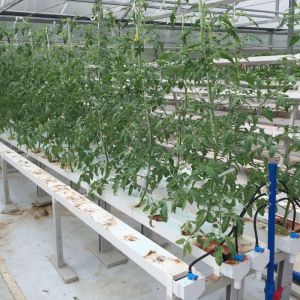Vertical Farming Soilless Cultivation Hydroponic NFT Square Pipe System