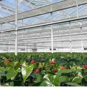 Double Layer Vegetable Planting Greenhouse with Drip Irrigation and Steel