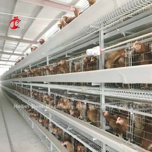A Or H Type Automatic And Manual Poultry Farming Cage System Design For Chicken