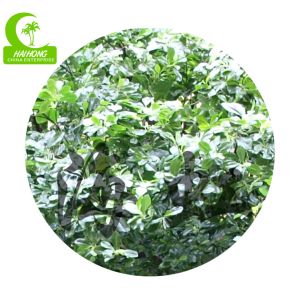 H400cm Landscape Artificial Trees , Artificial Pittosporum For Amusement Park