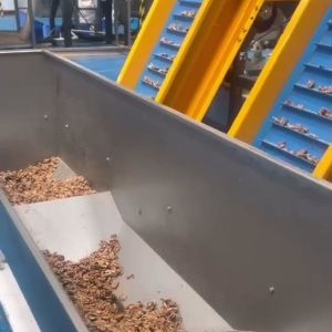 AI-powered Multi-Grade Walnut Kernel Sorting Machine with 8 lanes and 12 Outlets Stainless Steel