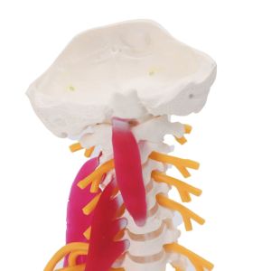 Cervical Spine Anatomical Skeleton Model For Study Display Teaching