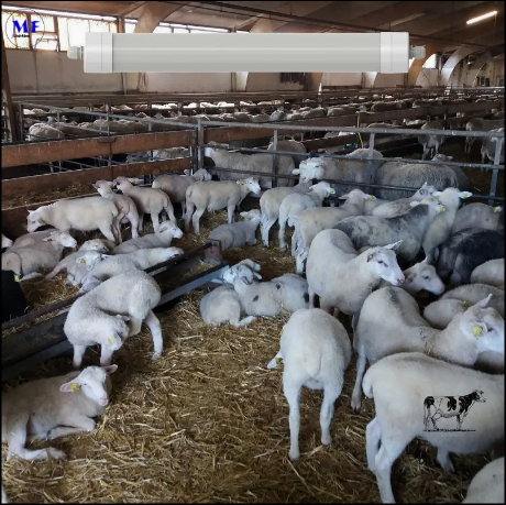 LED Tri-Proof Light Anti-Ammonia White Color Ik10 IP69K 0~10V Dim CCT Power