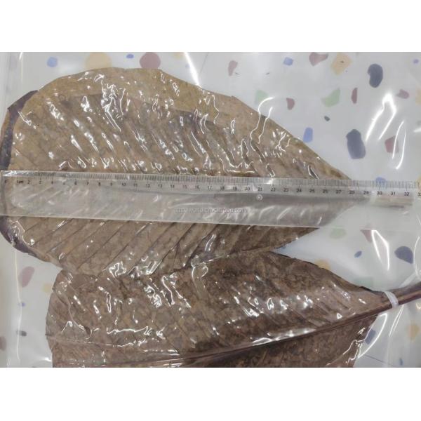 Serve Sushi with Fresh and Natural Bamboo Leaf Wrappers NO Address Required