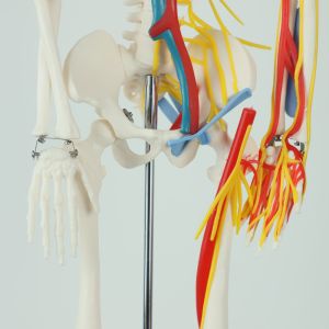 Teaching Model with Chromatic Vessels Nerves Skeleton Model with Stand Anatomy