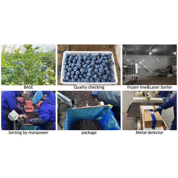 Hot Selling Frozen Fruits IQF Blueberry 10kg Frozen Blueberry in Bulk