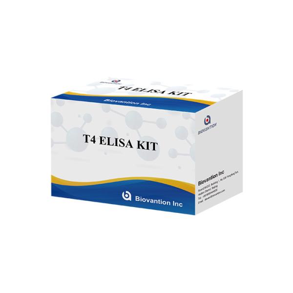 Quality Thyroxine T4 Elisa Detection Kit High Accurate detection Hospital and laboratory use wholesale