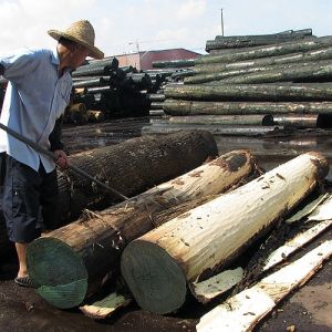 Natural White Poplar Wood Veneer Size 2440*1220mm Thickness 0.4mm For Furniture