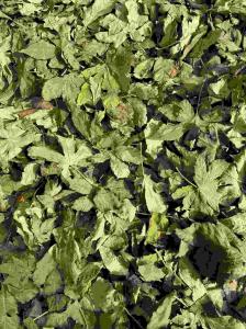 Cheap Dried Raspberry Leaf a Sweetener Instead of Sucrose and Rich in Progesterone and Tea Polyphenols for sale