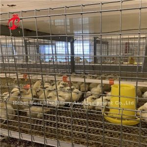 Automatic 4 Tiers H type Broiler Chicken Cage For Meat Chicken Farm Ada