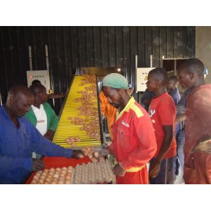 Modern Poultry Cage Automatic Layer And Broiler 3 Tiers 4 Tiers H A Type Battery