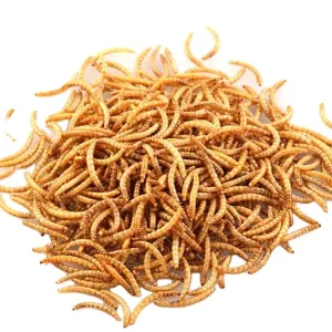 Cheap Feed Additive Worm Meal 57% Protein for Improved Pig Nutrition for sale