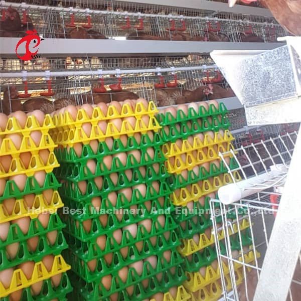Layer Cage Automatic Poultry Farming Cage System Popular High Quality Egg Layer