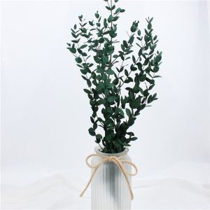Real Touch Preserved Foliage Beautiful Color Style For Home Decoration