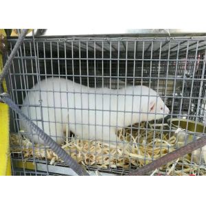 Hot Dipped Galvanized Welded Wire Mesh Panels For Mink Cage