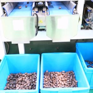 380V 8 Exits Pecan Nuts Sorting Machine CE Approved 2 Tons Capacity