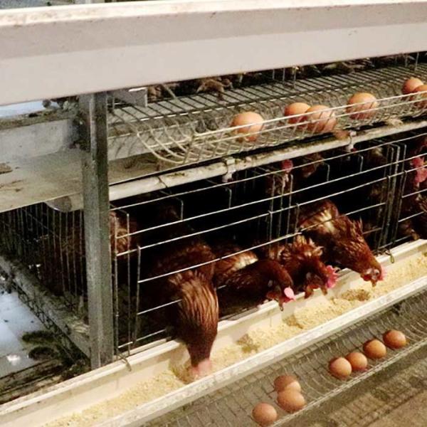 Quality Powerful A Type Layer Chicken Cage For Large Scale Farm Egg Selling Easy To Clean wholesale