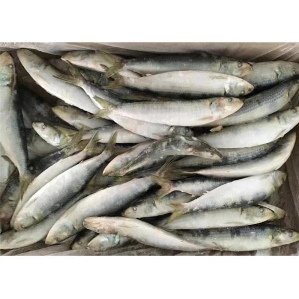 Quality Raw Material Sardinops Under 18 Degree Fresh Frozen Sardines wholesale