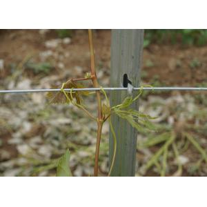 Light Wine Grape Trellis Systems , Vineyard Line Posts With 2 Side H Holes