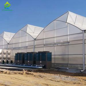 China Film Covered Multi-span Tomato Greenhouse with Sawtooth Top Ventilation and Irrigation System on sale