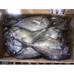 1kg Up Whole Round Black Pomfret Fish Fresh Frozen Seafood