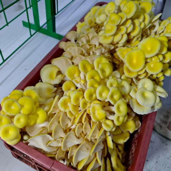 Quality Versatile Mushroom Cultivation For Efficiently Handling Large Quantities wholesale