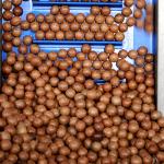 Stainless Steel 12 Channels Nuts Sorting Machine For Macadamia