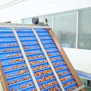 Cheap High Accuracy Sorting 98% 6-Lane Palm Dates Sorting Machine With CE MD ISO9001 Certification for sale