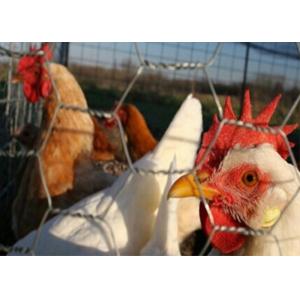 0.7mm 1/2 Inch Hole Hexagonal Chicken Wire Mesh Rolls For Rabbit Cage