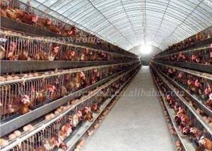 Cheap Automatic System Battery Poultry Farm SGS Layer Chicken Cage For 96 Birds for sale
