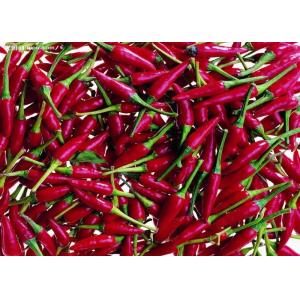 Tianjin Red Chilies Authentic Spicy Flavor from China