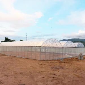Continuous Structure Multiple Bays Connected Multi Span High Tunnel Greenhouse