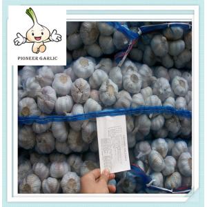 Cheap bulk fresh garlic different size from 4.5-6.5cm Pure White Garlic for sale