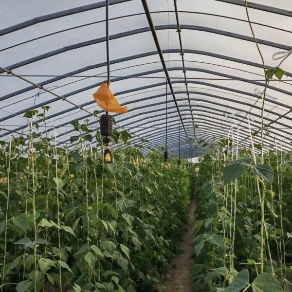 Quality All-Season Farming Made Easy with Large Tunnel Greenhouse Kit and Film Cover wholesale