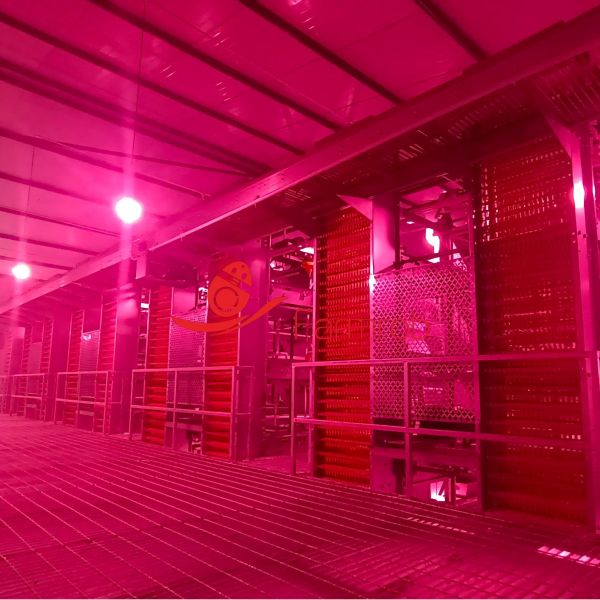 80000 H-type Layer Chicken Cage System with Superior Rust Resistance in the UAE