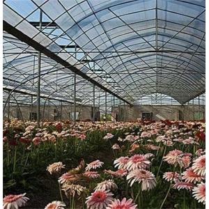 Steel Structure Multi-Span Plastic Greenhouse Package Size 50.00cm * 60.00cm *