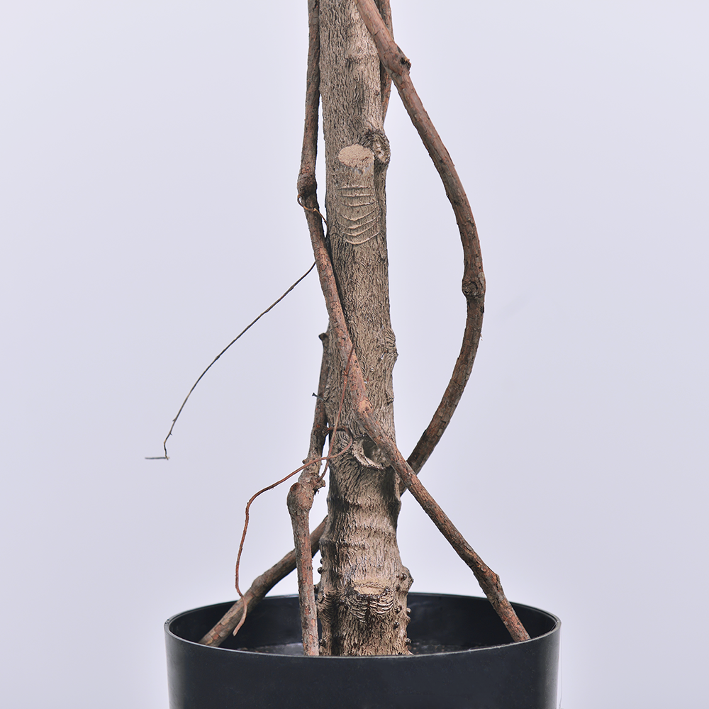 Artificial Light Pink Bougainvillea Tree, 47/63/75 inch, UV Resistant Faux Plant for Outdoor & Indoor Decor, Wholesale Fake Flower Tree