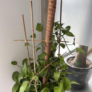 10cm Raw Bamboo Poles