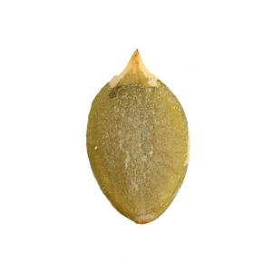 Amazon hot sale wholesale Chinese Dried Pumpkin Beans Seed Kernels